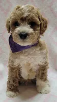 Purple Scarf, a female Miniature Goldendoodle for sale in Richland, WA – 3 of 6