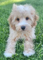 Teddy , a female Miniature Goldendoodle for sale in Richland, WA – 5 of 7