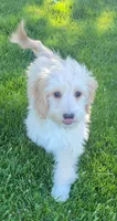 Bella, a female Miniature Goldendoodle for sale in Richland, WA – 2 of 7