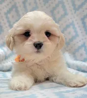 Dixie Orange Scarf, a male Shih Tzu and Miniature Goldendoodle for sale in Richland, WA – 6 of 10