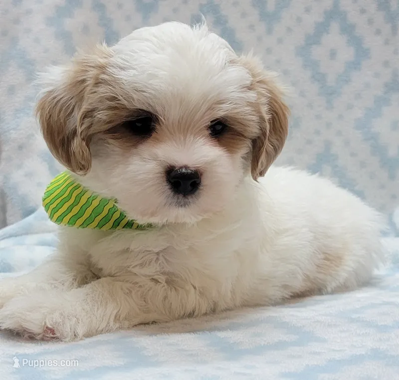 Dixie Green Scarf  – Shih Tzu, Miniature Goldendoodle puppy for sale in Richland, WA