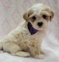 Dixie Purple Scarf, a female Shih Tzu and Miniature Goldendoodle for sale in Richland, WA – 4 of 9