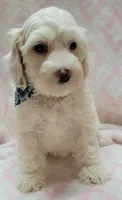 Blue Scarf F, a female Miniature Goldendoodle for sale in Richland, WA – 4 of 7
