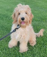 Sam, a male Miniature Goldendoodle for sale in Richland, WA – 8 of 9
