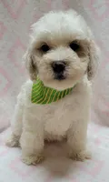Green Scarf , a female Miniature Goldendoodle for sale in Richland, WA – 2 of 4