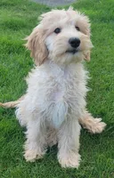 Violet, a female Miniature Goldendoodle for sale in Richland, WA – Photo 5 of 7