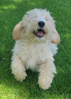 Violet, a female Miniature Goldendoodle for sale in Richland, WA – Photo 3 of 7