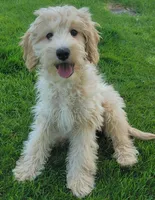Violet, a female Miniature Goldendoodle for sale in Richland, WA – Photo 6 of 7