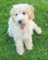 Violet, a female Miniature Goldendoodle for sale in Richland, WA – Photo 4 of 7