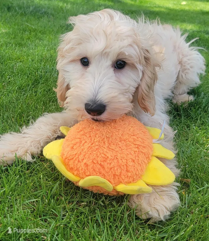 Violet – Miniature Goldendoodle puppy for sale in Richland, WA