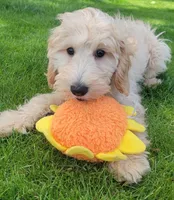 Violet, a female Miniature Goldendoodle for sale in Richland, WA – Photo 1 of 7