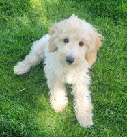 Violet, a female Miniature Goldendoodle for sale in Richland, WA – Photo 2 of 7