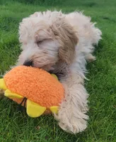 Violet, a female Miniature Goldendoodle for sale in Richland, WA – Photo 7 of 7