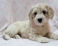 Ivy Pink Scarf, a female Miniature Goldendoodle for sale in Richland, WA – 4 of 10