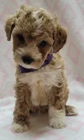 Purple Scarf, a female Miniature Goldendoodle for sale in Richland, WA – 6 of 6