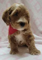 Red Scarf , a female Miniature Goldendoodle for sale in Richland, WA – 2 of 9