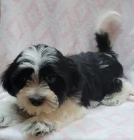 Purple Scarf, a female Shih Tzu and Miniature Goldendoodle for sale in Richland, WA – 7 of 9