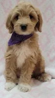 Bella Purple Scarf, a female Miniature Goldendoodle for sale in Richland, WA – 9 of 9