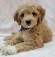 Bella Purple Scarf, a female Miniature Goldendoodle for sale in Richland, WA – 4 of 9
