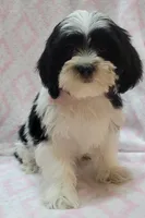 Pink Scarf, a female Shih Tzu and Miniature Goldendoodle for sale in Richland, WA – 10 of 10