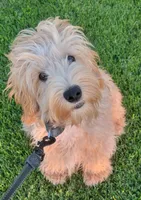 Sam, a male Miniature Goldendoodle for sale in Richland, WA – 4 of 9