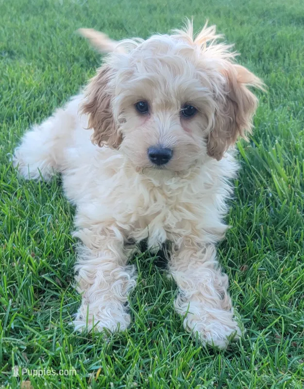 Rosie – Miniature Goldendoodle puppy for sale in Richland, WA