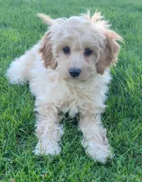 Rosie, a female Miniature Goldendoodle for sale in Richland, WA – 1 of 7