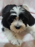 Purple Scarf, a female Shih Tzu and Miniature Goldendoodle for sale in Richland, WA – 9 of 9