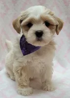 Dixie Purple Scarf, a female Shih Tzu and Miniature Goldendoodle for sale in Richland, WA – 3 of 9
