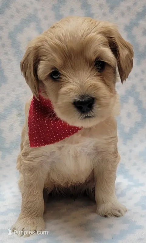 Bella Red Scarf – Miniature Goldendoodle puppy for sale in Richland, WA