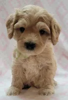 G1 Lt Green Scarf, a female Miniature Goldendoodle for sale in Richland, WA – Photo 1 of 10