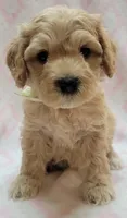 G1 Lt Green Scarf, a female Miniature Goldendoodle for sale in Richland, WA – Photo 9 of 10