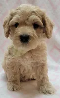 G1 Lt Green Scarf, a female Miniature Goldendoodle for sale in Richland, WA – Photo 2 of 10