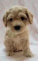 G1 Lt Green Scarf, a female Miniature Goldendoodle for sale in Richland, WA – Photo 3 of 10