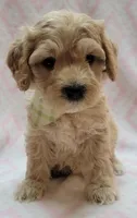 G1 Lt Green Scarf, a female Miniature Goldendoodle for sale in Richland, WA – Photo 8 of 10