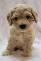 G1 Lt Green Scarf, a female Miniature Goldendoodle for sale in Richland, WA – Photo 7 of 10