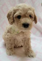 G1 Lt Green Scarf, a female Miniature Goldendoodle for sale in Richland, WA – Photo 6 of 10