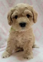 G1 Lt Green Scarf, a female Miniature Goldendoodle for sale in Richland, WA – Photo 4 of 10