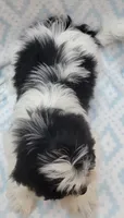 Blue Scarf, a male Shih Tzu and Miniature Goldendoodle for sale in Richland, WA – 4 of 10