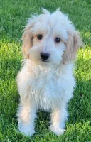 Bella, a female Miniature Goldendoodle for sale in Richland, WA – 3 of 7