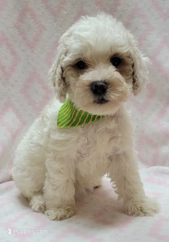 Green Scarf  – Miniature Goldendoodle puppy for sale in Richland, WA