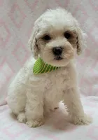 Green Scarf , a female Miniature Goldendoodle for sale in Richland, WA – 1 of 4