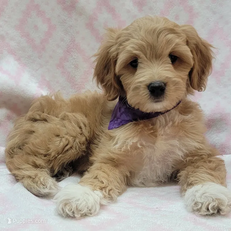 Bella Purple Scarf – Miniature Goldendoodle puppy for sale in Richland, WA