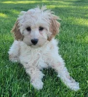 Rosie, a female Miniature Goldendoodle for sale in Richland, WA – 7 of 7