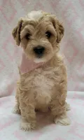 Pink Scarf, a female Miniature Goldendoodle for sale in Richland, WA – 1 of 7