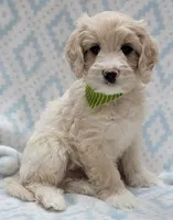 Ivy Green Scarf, a male Miniature Goldendoodle for sale in Richland, WA – 2 of 8