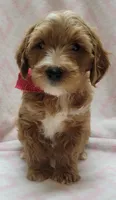 Red Scarf , a female Miniature Goldendoodle for sale in Richland, WA – 4 of 9