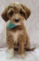 Bella Green Scarf, a female Miniature Goldendoodle for sale in Richland, WA – 10 of 10