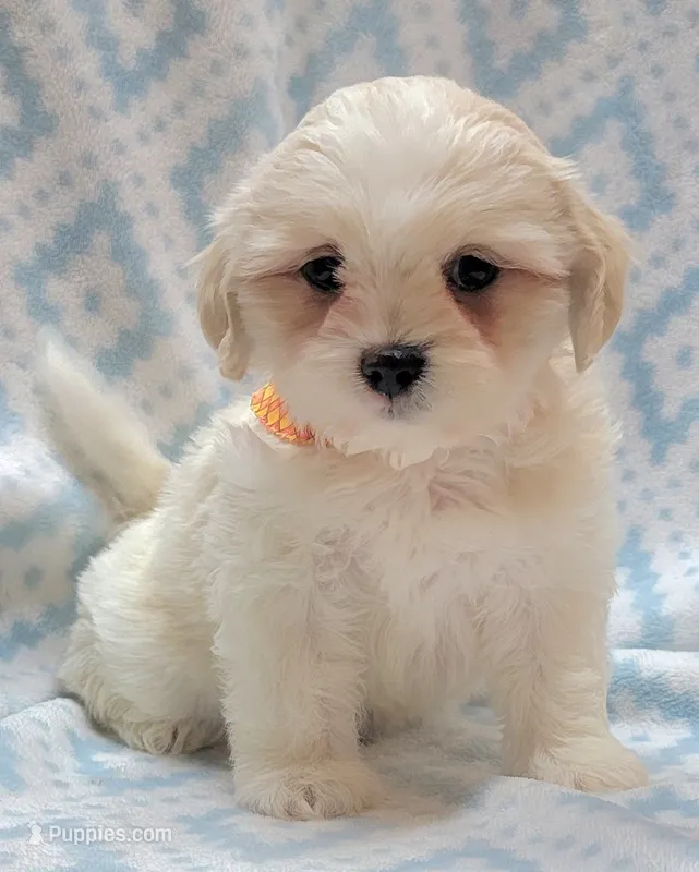 Dixie Orange Scarf – Shih Tzu, Miniature Goldendoodle puppy for sale in Richland, WA