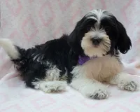 Purple Scarf, a female Shih Tzu and Miniature Goldendoodle for sale in Richland, WA – 5 of 9